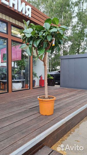 Фикус робуста штамб 180см