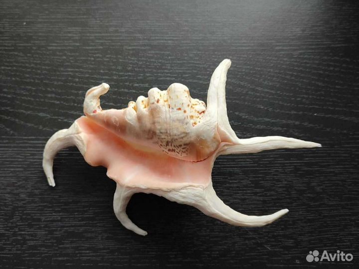 Ракушка Лямбис Чирагра (Lambis shiragra)