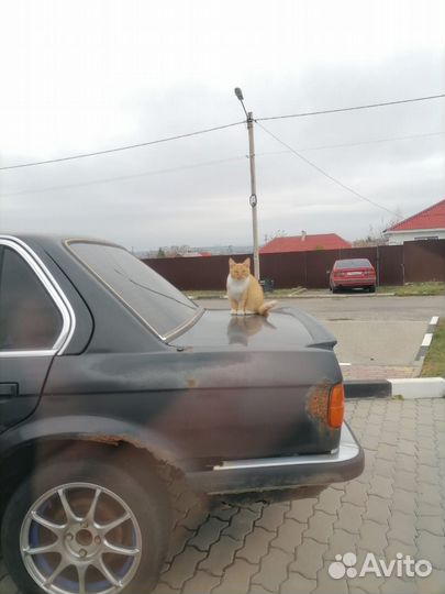 Отдам котика в добрые руки