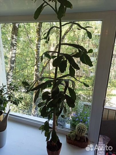 Кактус бесплатно большой