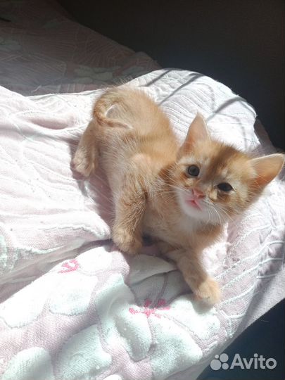 Отдам бесплатно в хорошие руки