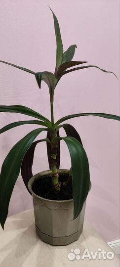 Цветок каллизия