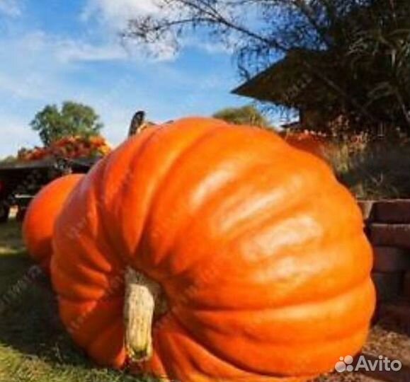 Тыква Атлантика Гигант семена