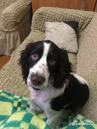 Поиск подружки