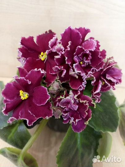 Детки сортовых фиалок