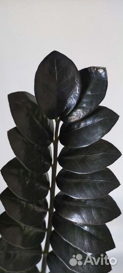 Замиокулькас Чёрный Raven