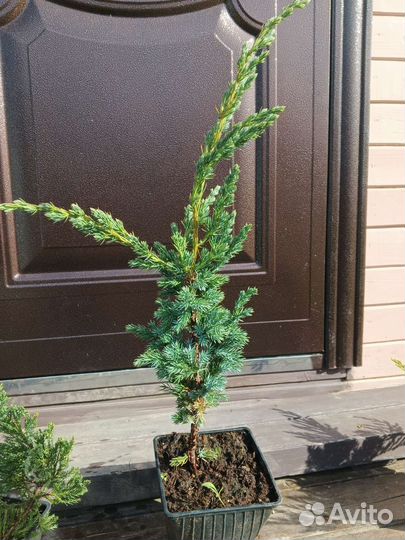 Можжевельники