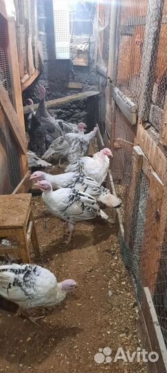 Яйцо инкубационное индейки