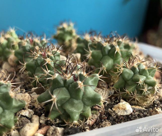 Кактусы редкие коллекционные