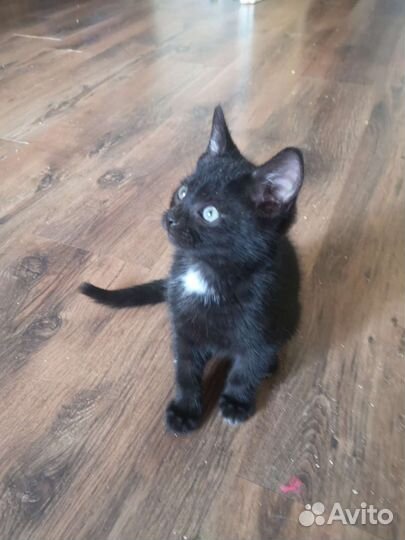 Малютка Тим