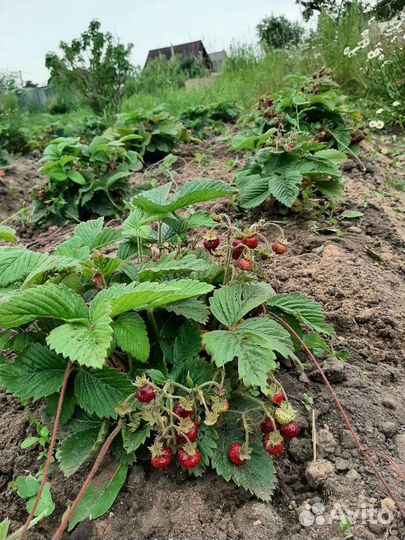Земляника садовая крупная сладкая