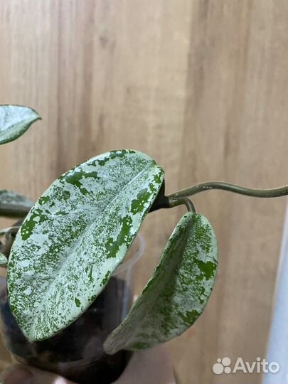 Хойя серебро