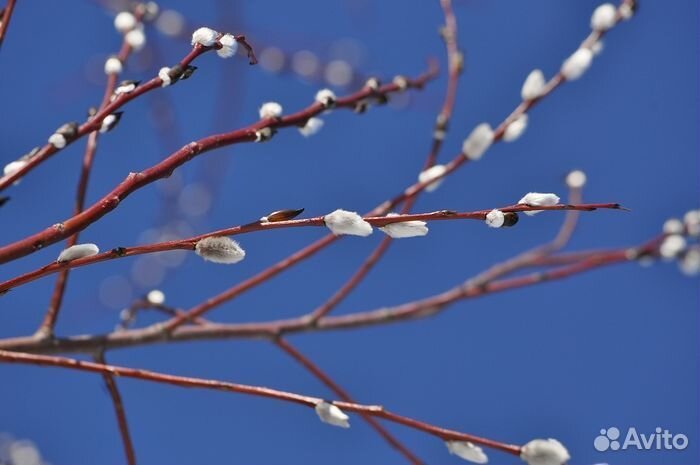 Ива хакуро нишики