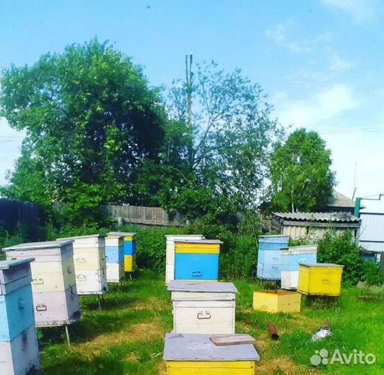 Улей для пчел