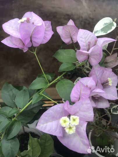 Бугенвиллия