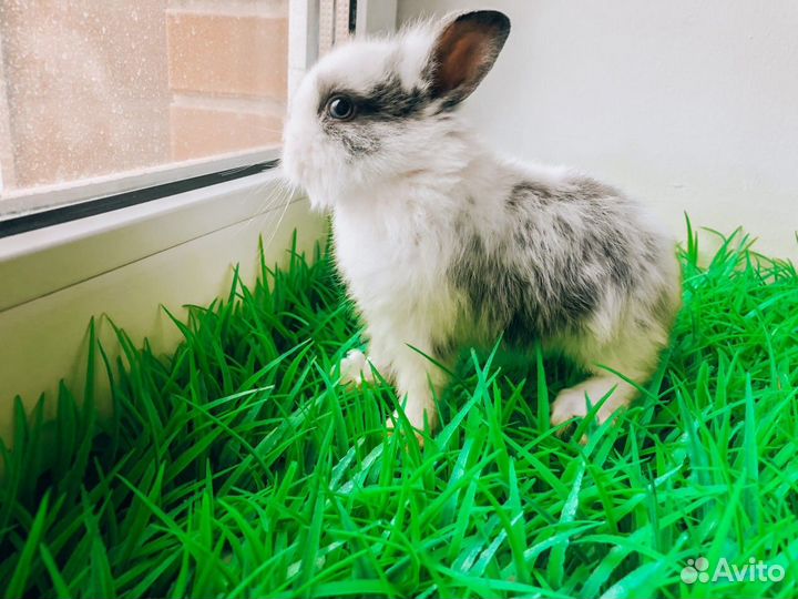 Мини карликовый кролик