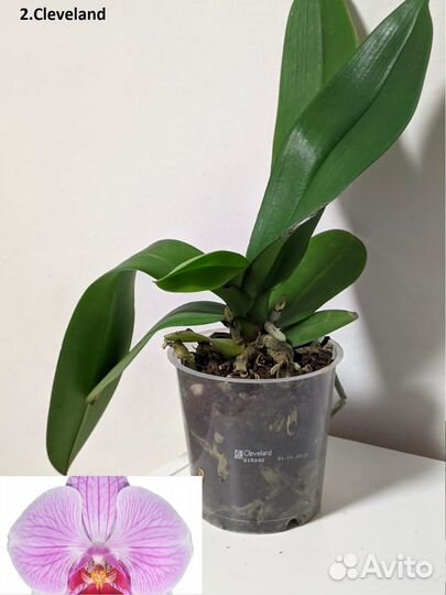 Орхидея фаленопсис Микс Голландия