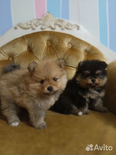 Померанский шпиц