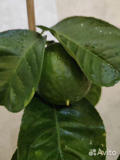 Лимоны Меера, Лунарио, Павловский