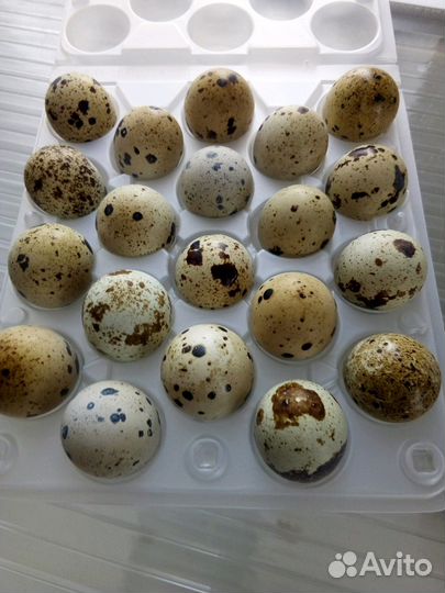 Перепела, любой возраст