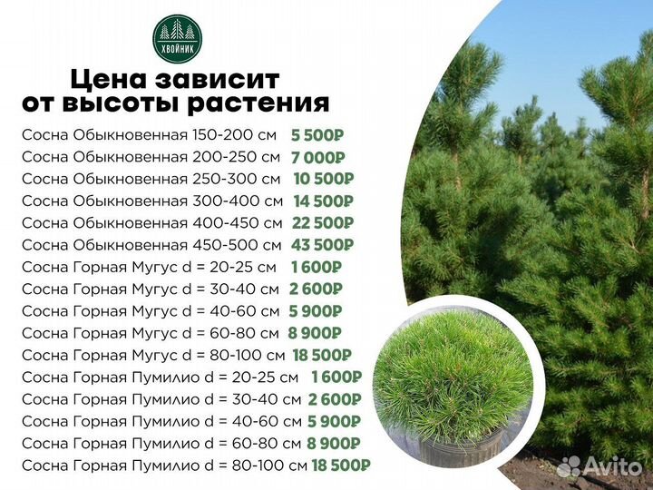 Сосна Горная Пумилио 30-40 см