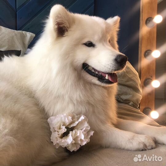 Аренда Самоедских собак для фотосессия