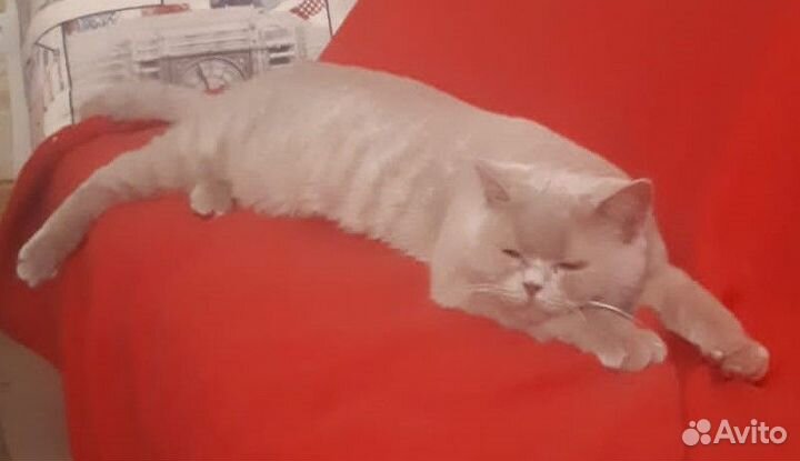 Кот лилового окраса