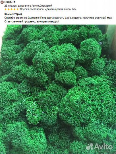 Стабилизированный мох ягель для интерьера