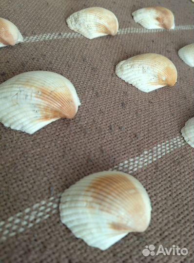 Морские ракушки натуральные 45-60 мм