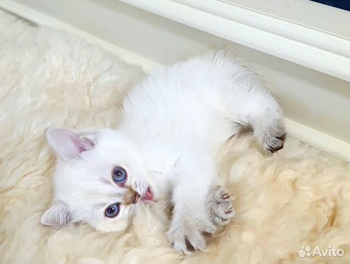 Шотландские шиншиллы