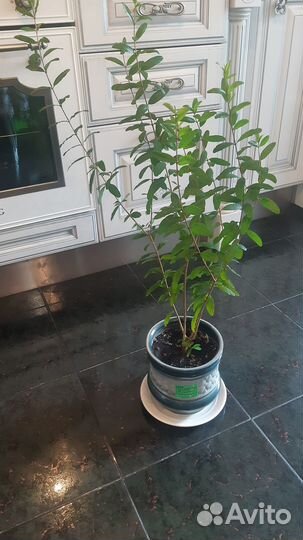 Гранат комнатный Гранада