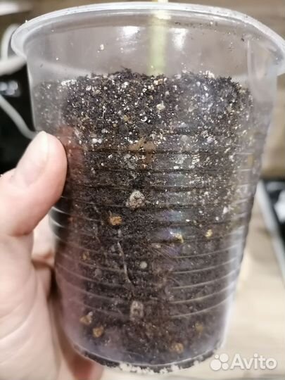 Фикус Умбеллата