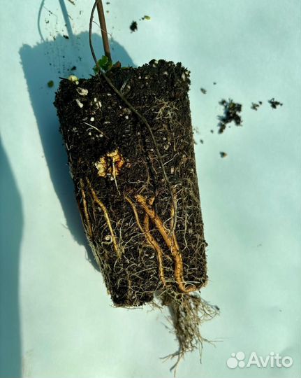 Саженцы зкс малины и ежевики опт, мини опт