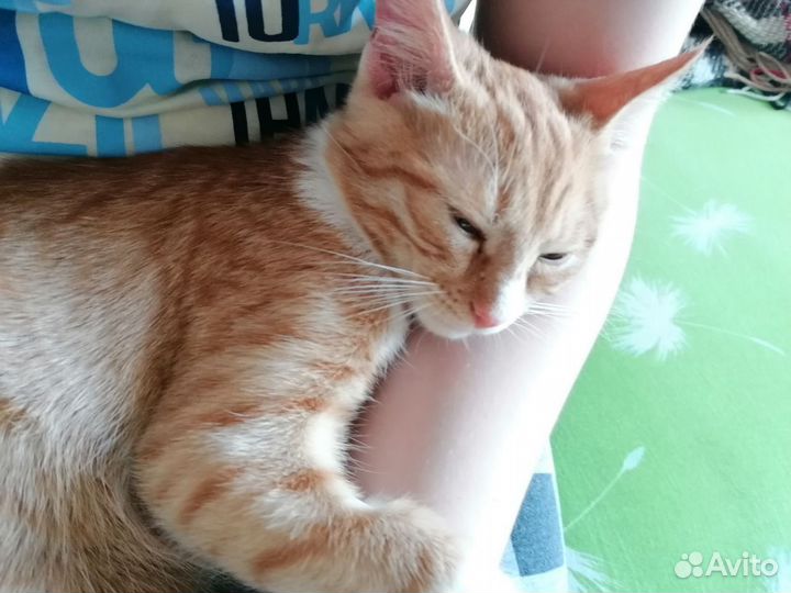 Котёнок 5 мес. с улицы ищет дом и любящую семью