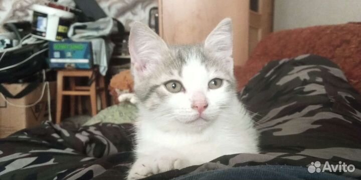 Котята в добрые руки 3 мес