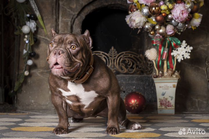 Американский Булли, девочка