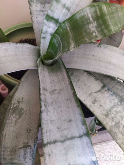 Комнатное растение