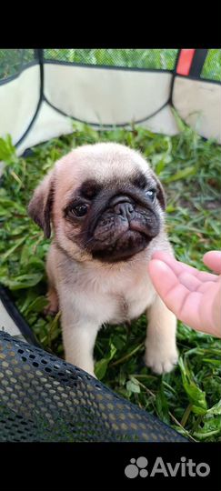 Мопсики чёрный бриллиант и бежевые