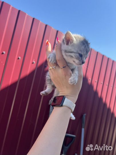 Котятки британцы