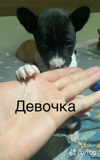 Щеночки басенджи
