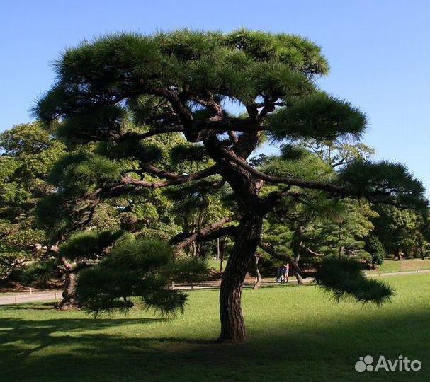 Сосна Тунберга
