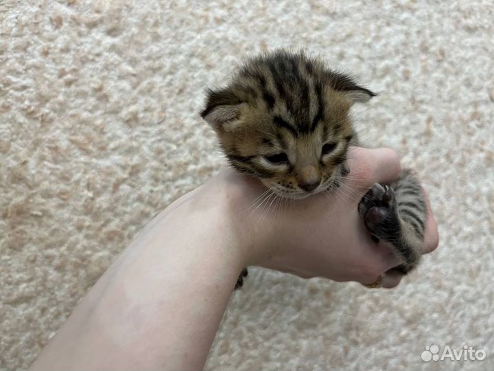 Бенгальская кошка