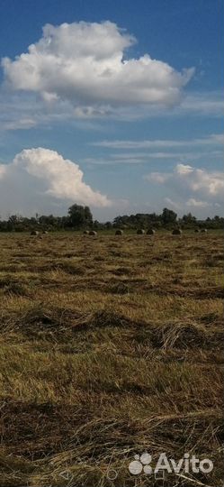 Сено в тюках