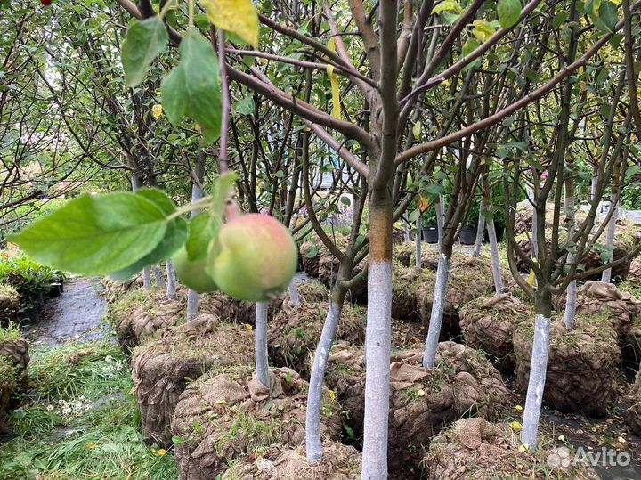 Саженцы плодовых растений, доставка, гарантия