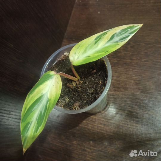 Калатея и строманта