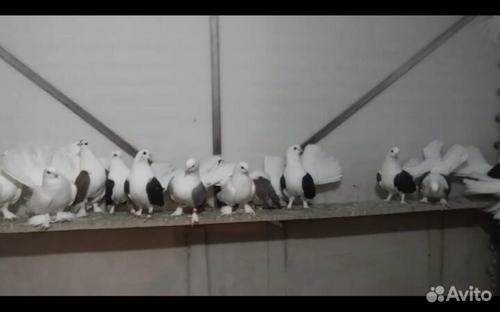 Голуби статные