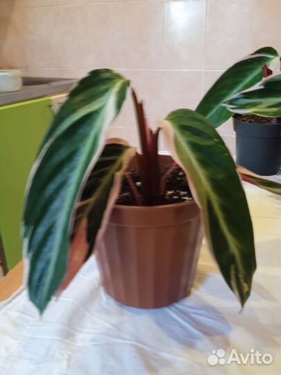 Строманта триколор, черенки