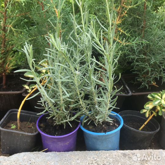 Саженцы лаванды, гибискуса, олеандра, лавра
