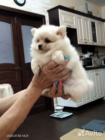 Немецкий шпиц