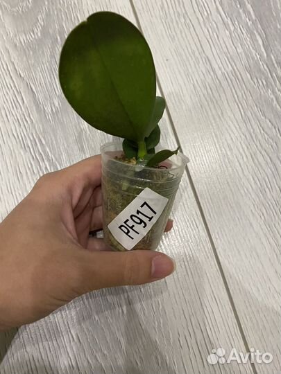 Орхидея фаленопсис PF-917
